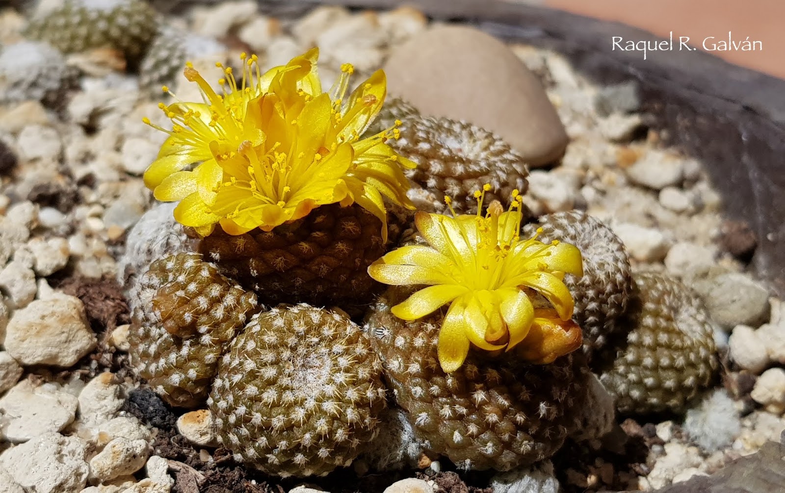 Copiapoa%2Blaui.jpg