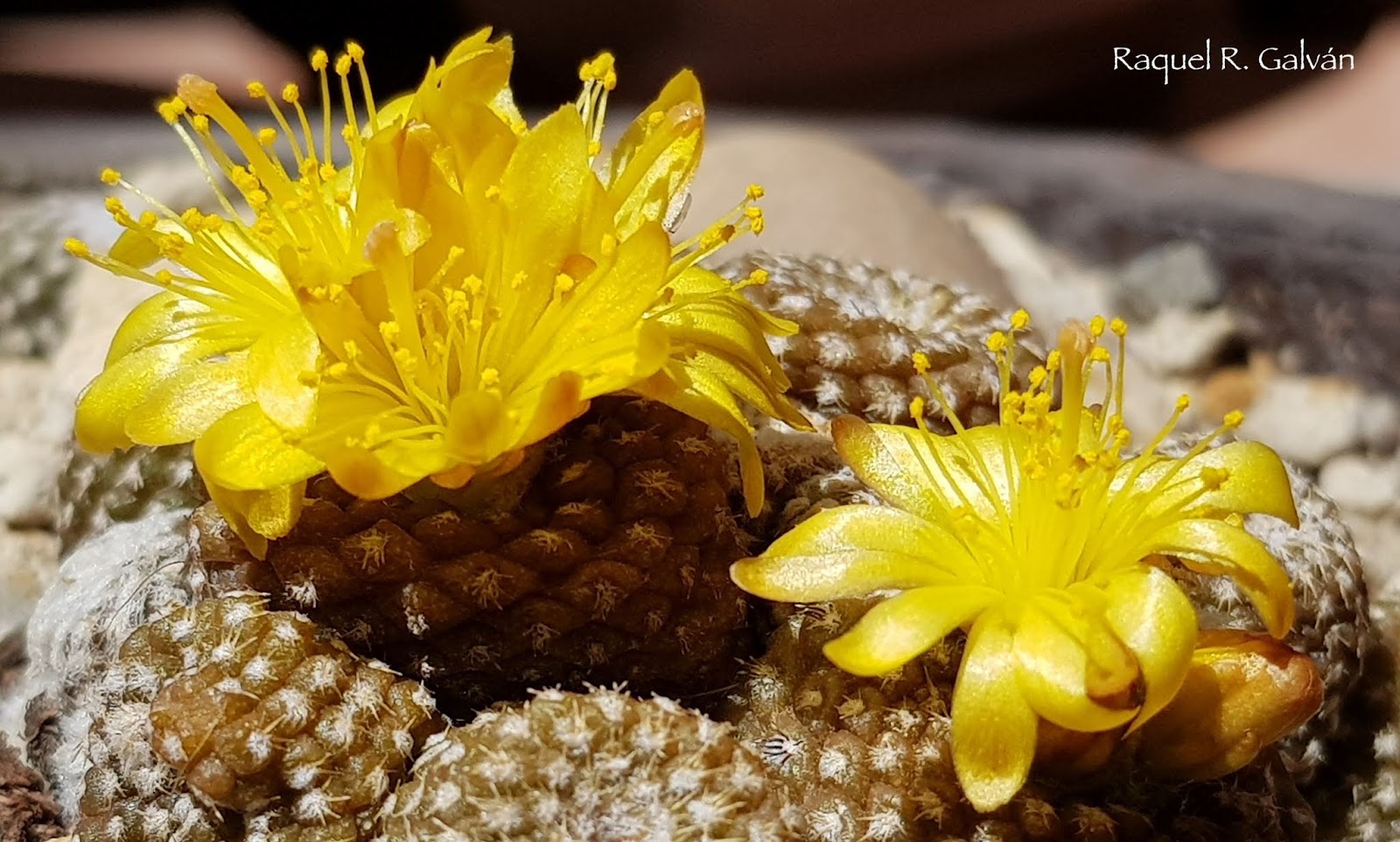 Copiapoa%2Blaui2.jpg