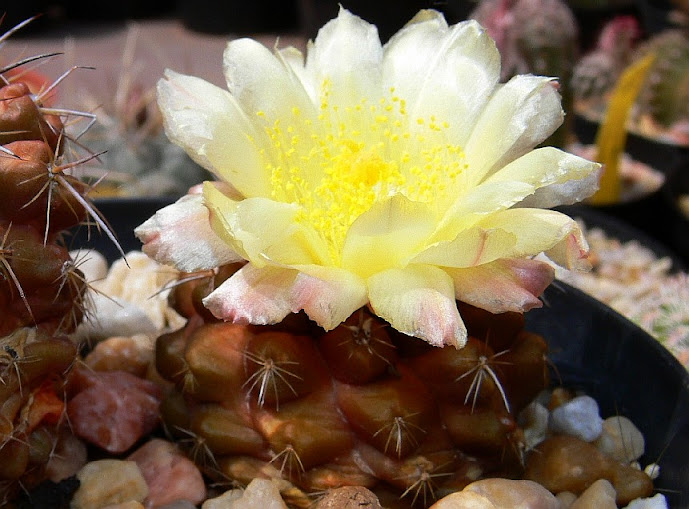 Copiapoa%2Bmollicula.jpg