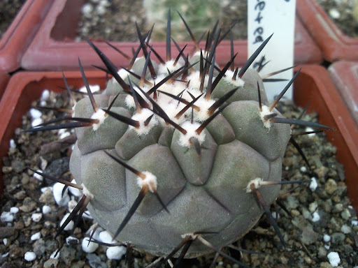 Copiapoa+Cinerea+sp+%25284%2529.jpg