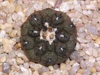 Copiapoa+hypogaea+cv.+Lizard+Skin+(2).JPG