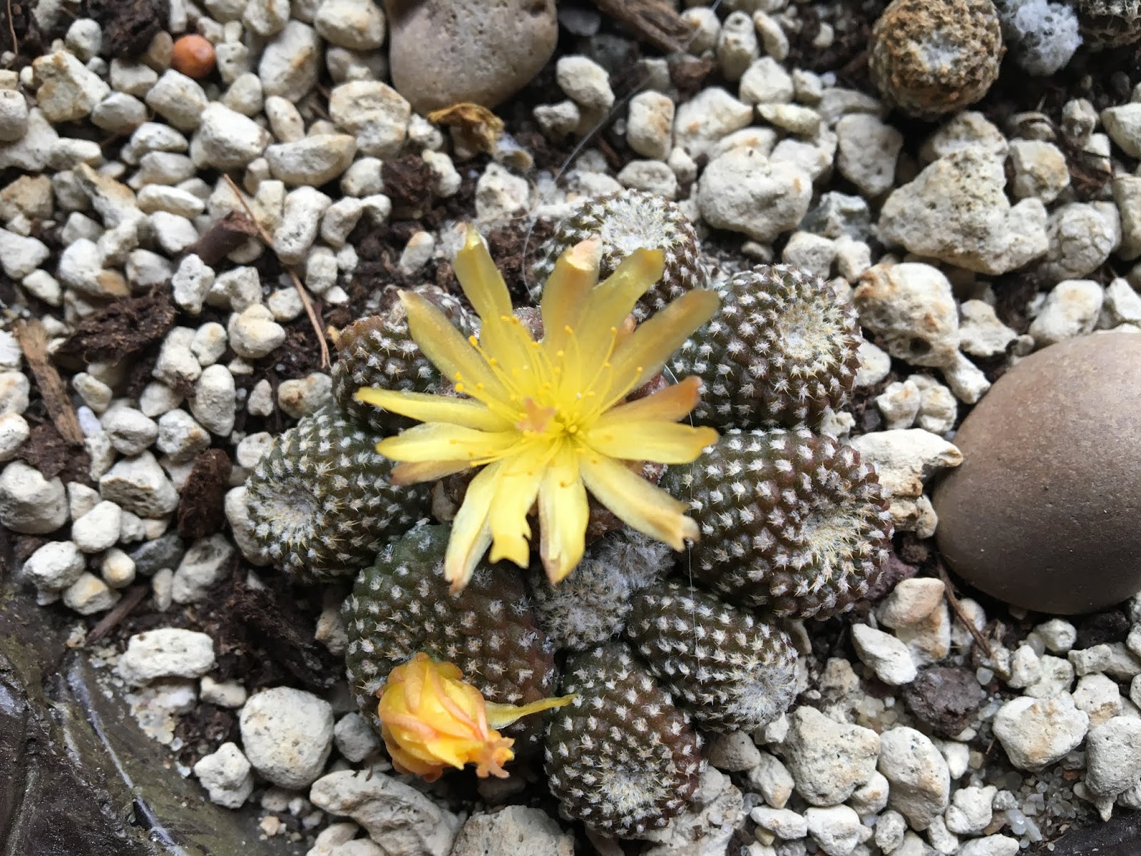 copiapoa4.png