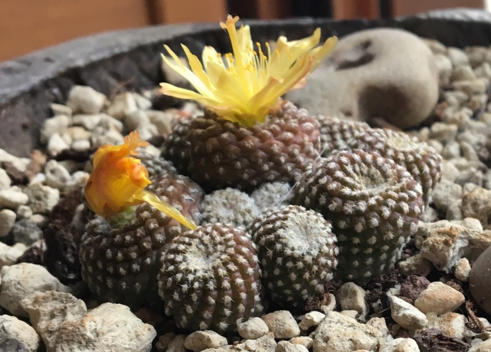 copiapoa5.jpe
