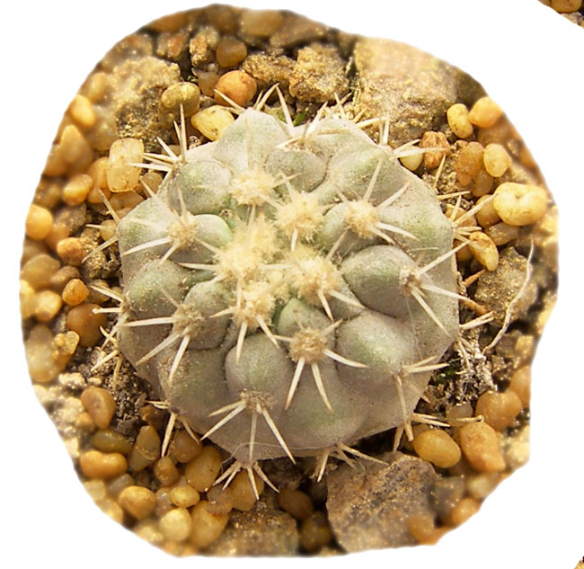 copiapoa_cinerascens1a.jpg