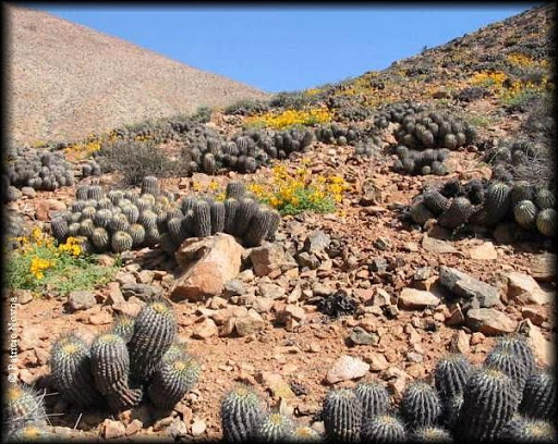 copiapoa_cinerascens_var_heremofila03.jpg