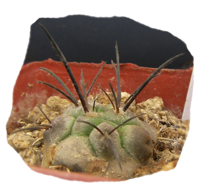 copiapoa_cinerea_1b.jpg