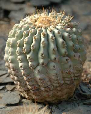 copiapoa_cinerea_haseltoniana.jpg
