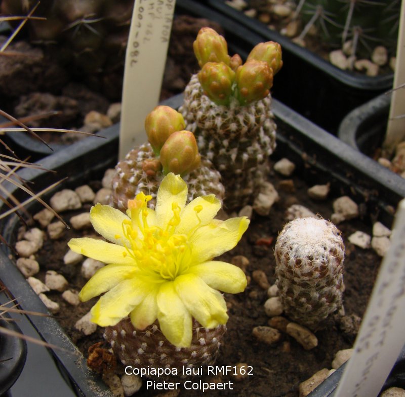 Copiapoa_laui.jpg