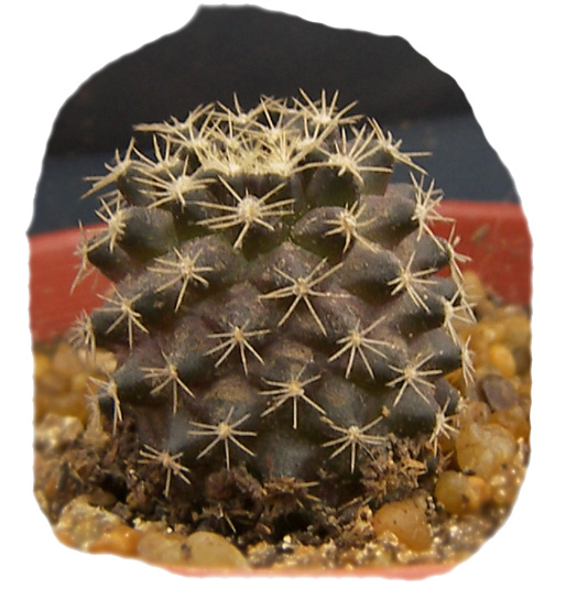 copiapoa_tenuissima1b.jpg