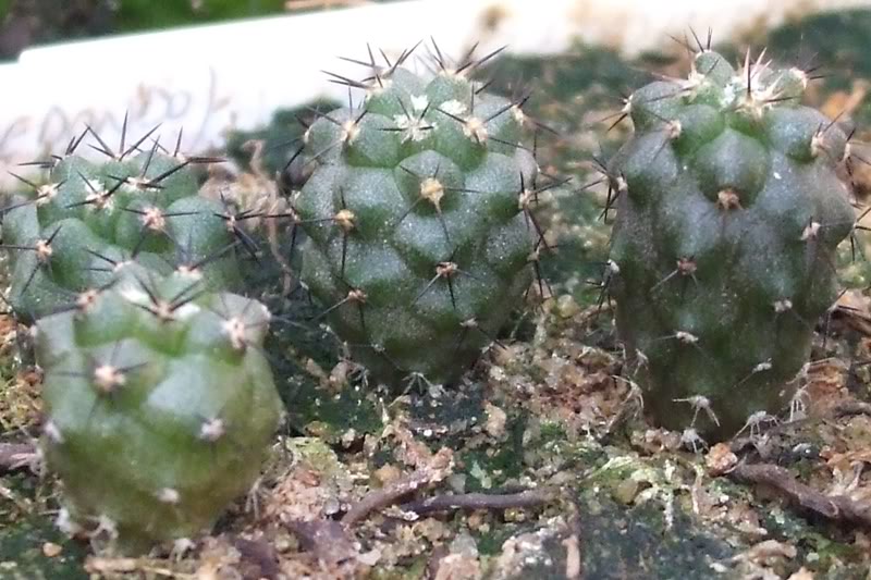 COPIAPOACALDERANA-1.jpg