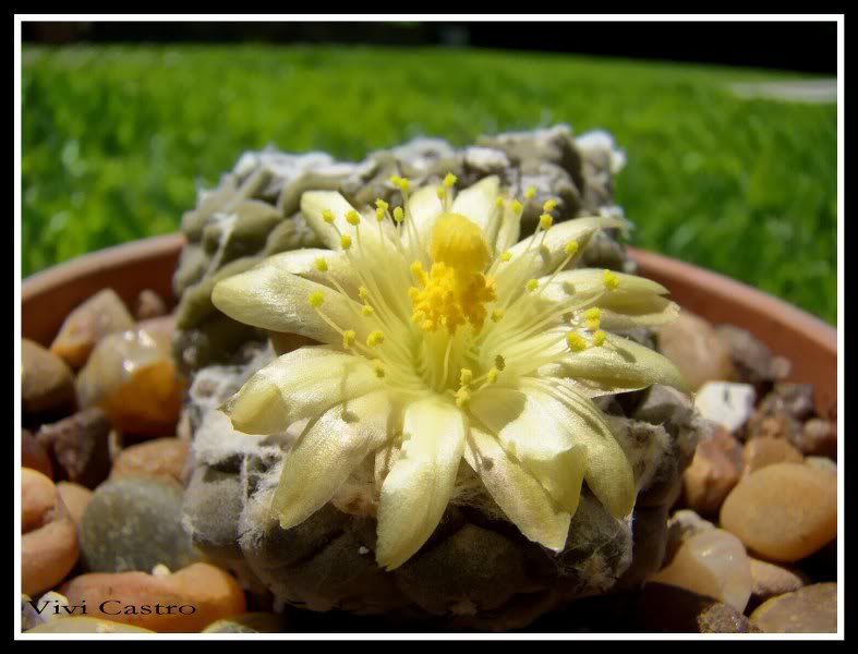 Copiapoahypogaea-1.jpg