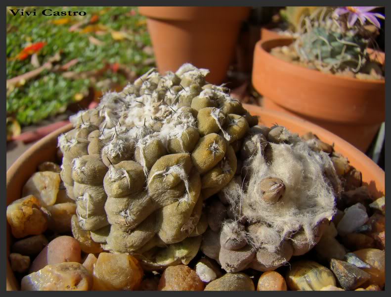 Copiapoahypogaea.jpg
