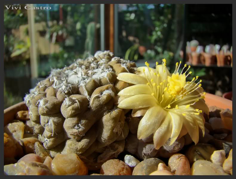 Copiapoahypogaea10.jpg