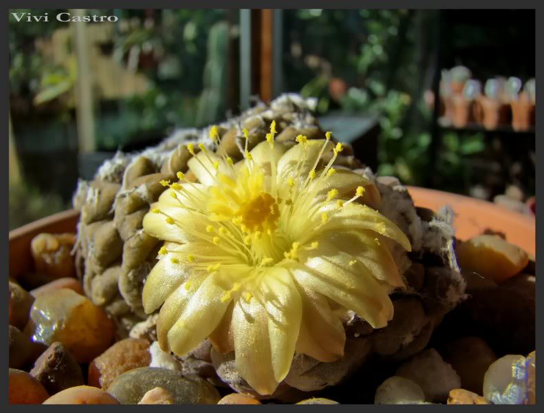 Copiapoahypogaea11.jpg