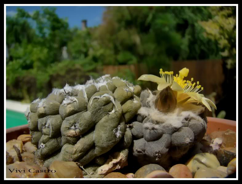 Copiapoahypogaea2-1.jpg
