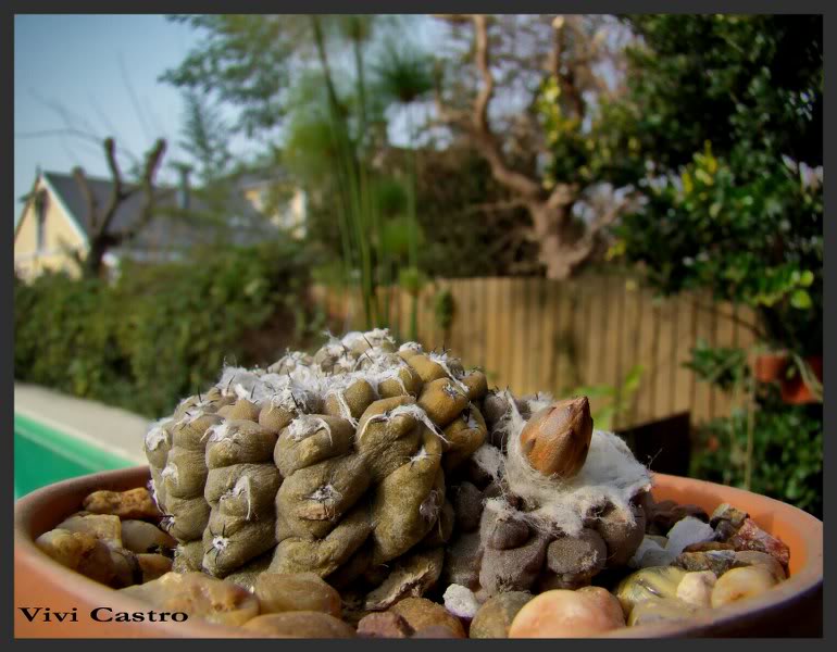 Copiapoahypogaea2.jpg