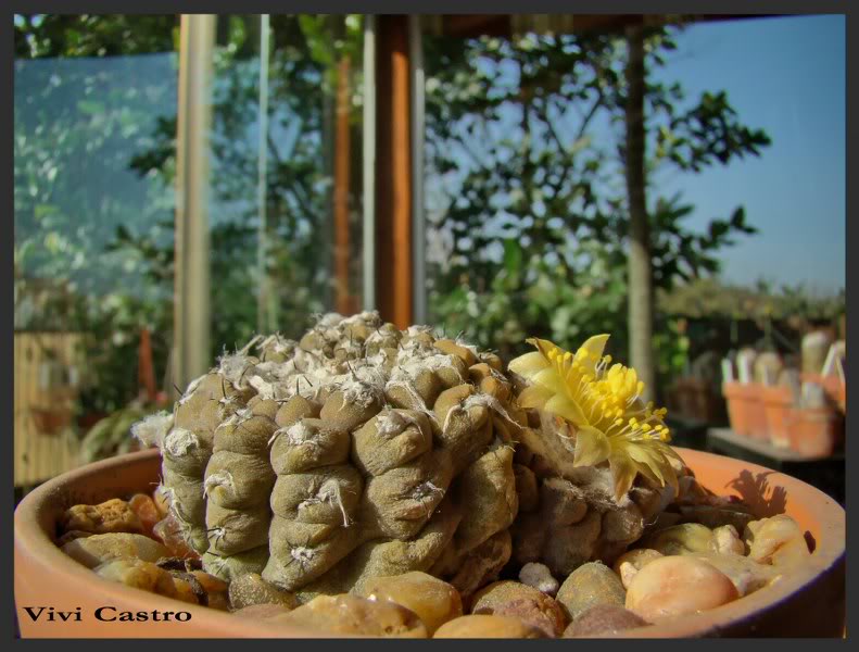 Copiapoahypogaea4.jpg