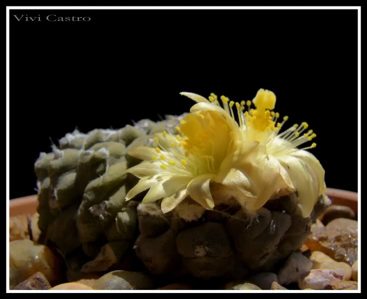 Copiapoahypogaea5-1.jpg