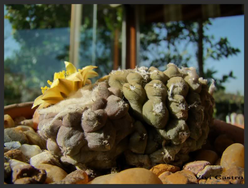 Copiapoahypogaea5.jpg