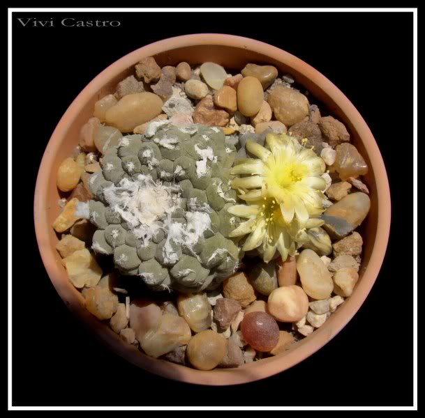 Copiapoahypogaea6-1.jpg