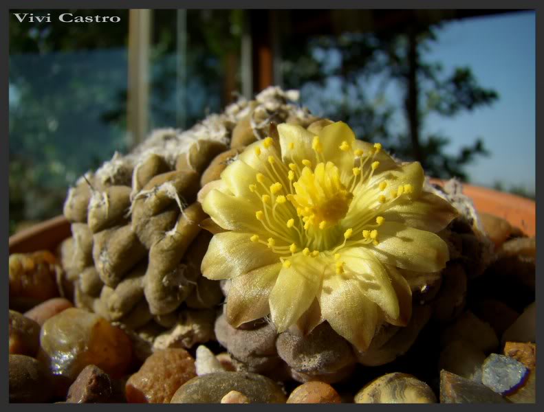 Copiapoahypogaea6.jpg