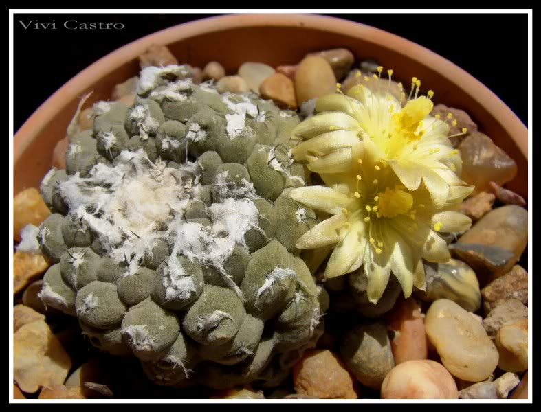 Copiapoahypogaea7-1.jpg