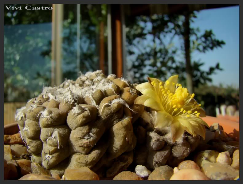 Copiapoahypogaea7.jpg