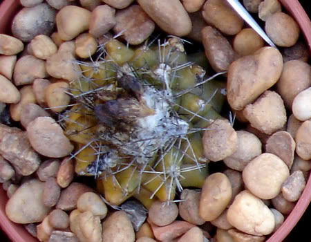 copiapoatenuissima06_2008.jpg