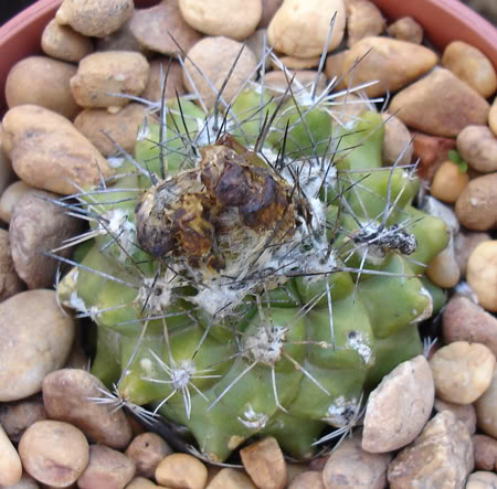 copiapoatenuissima07_2008.jpg