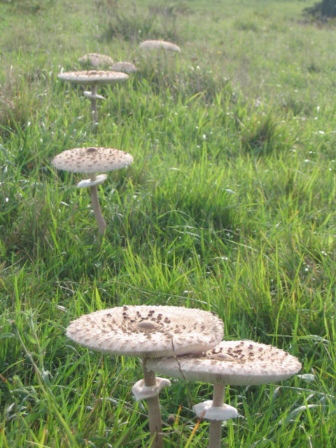 Copiar (1) de 100_0003.JPG