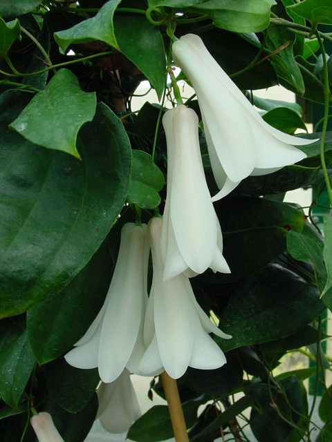 CopihueBlanco.jpg