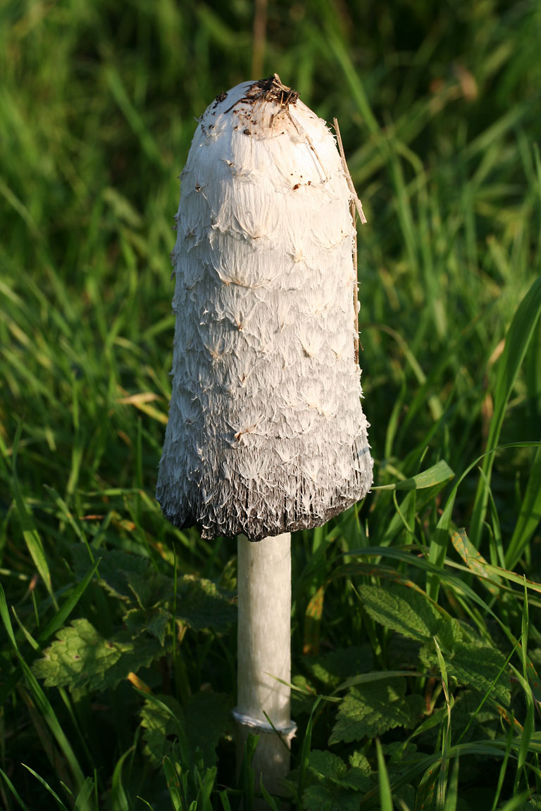Coprinus_comatus_fresh.jpg