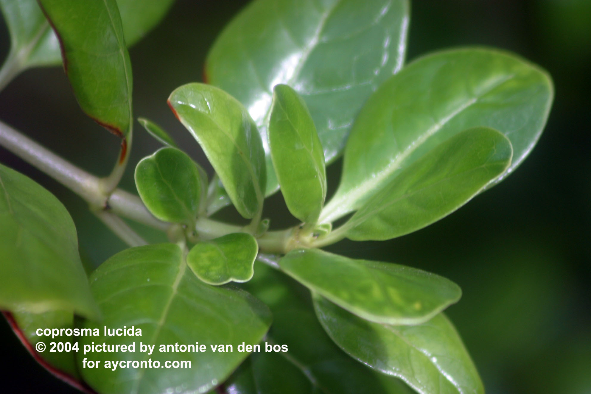 coprosma%20lucida%2002%20hortus%20leiden.jpg