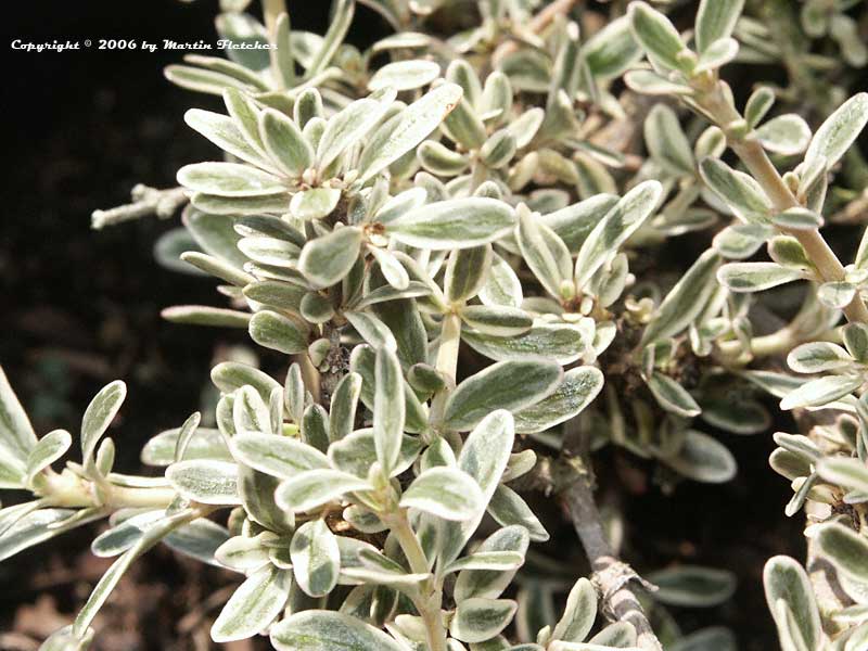 coprosma-kirkii-variegata.jpg