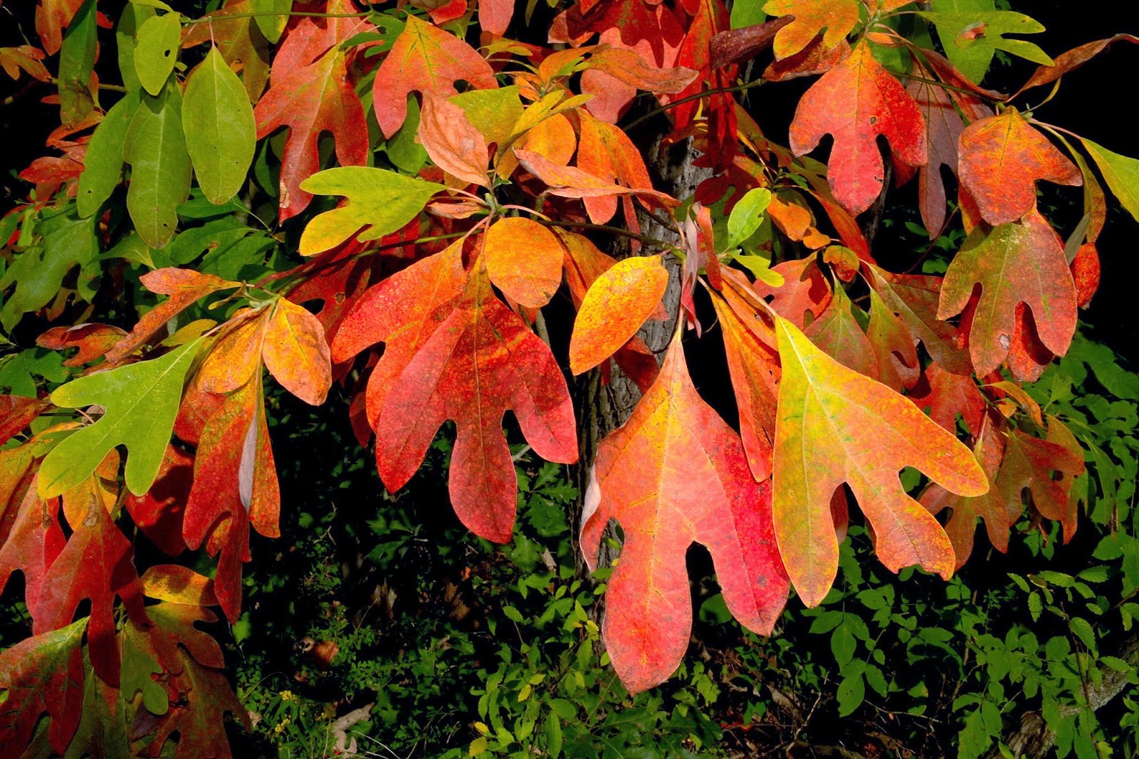 Copy+of+Sassafras+Albidum+-+AUTUMN.JPG
