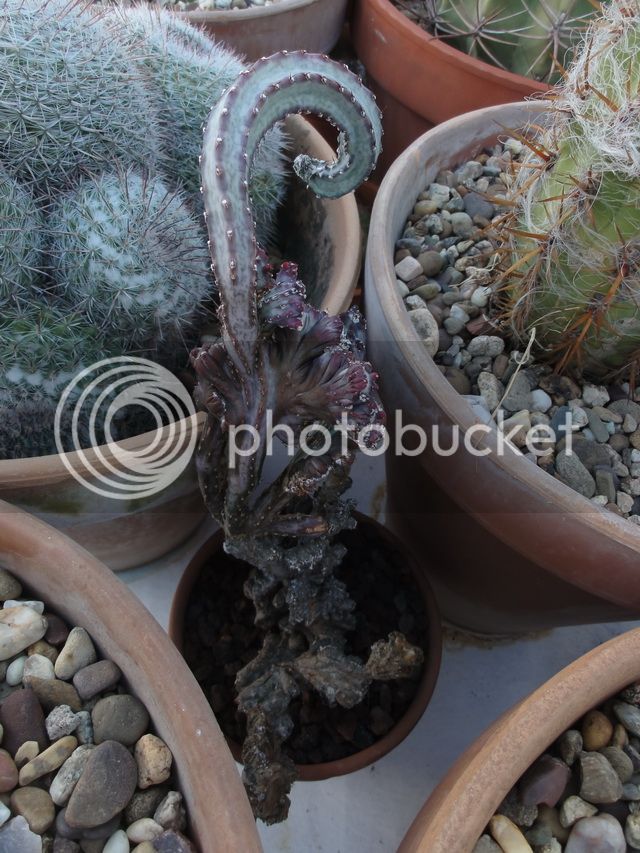 CopyofDSC03478_resize_zpsb25a6dd3.jpg