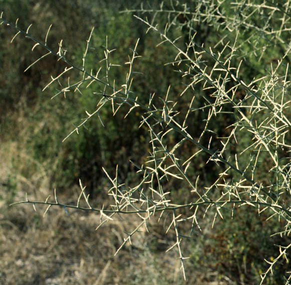 cor_086.jpg