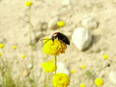 Coracero-rustico-_Cantharis.jpg