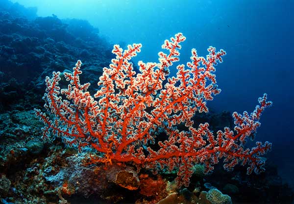 coral1.jpg