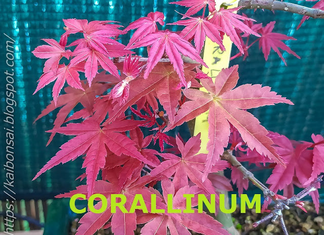 CORALLINUM.jpg
