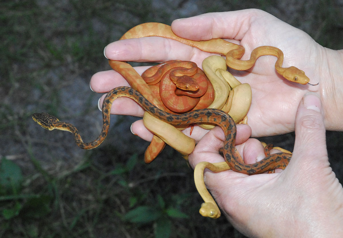 Corallus%20hortulanus%20-%205%20newborns,%2010-07.jpg