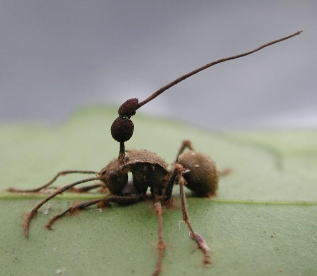 cordyceps2.jpg