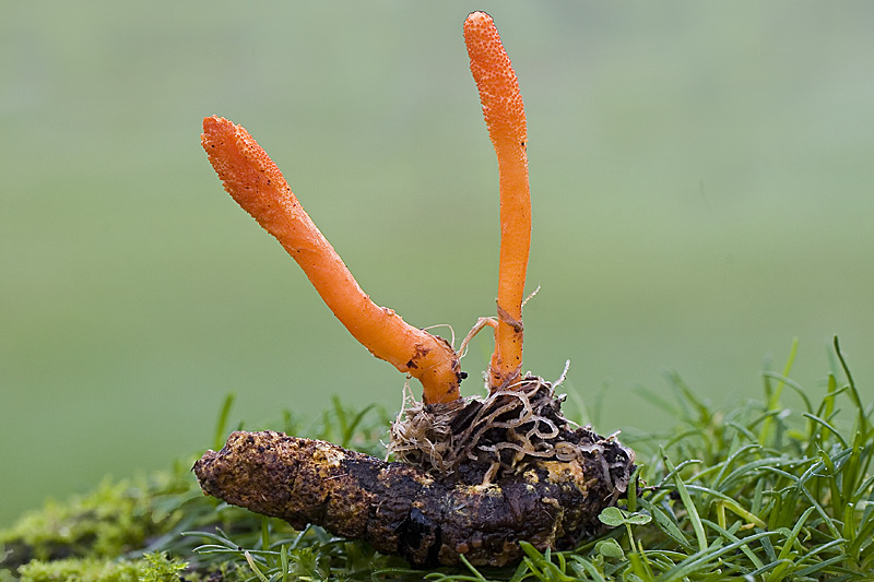 cordycepsmilitaris009.jpg