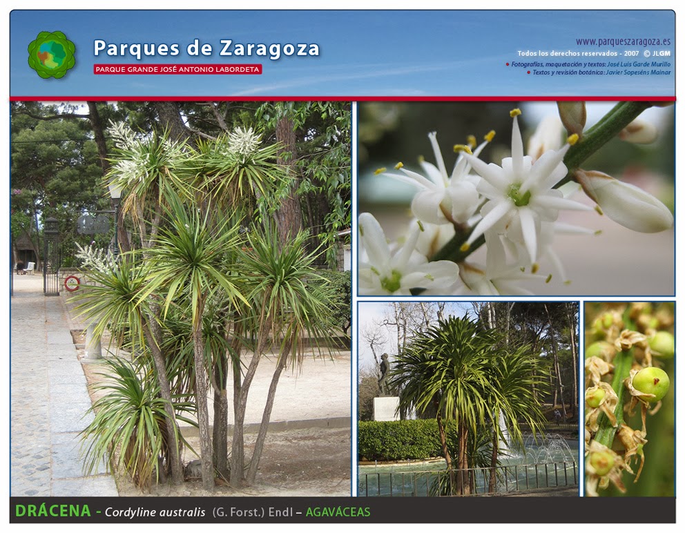 cordyline-australis.jpg