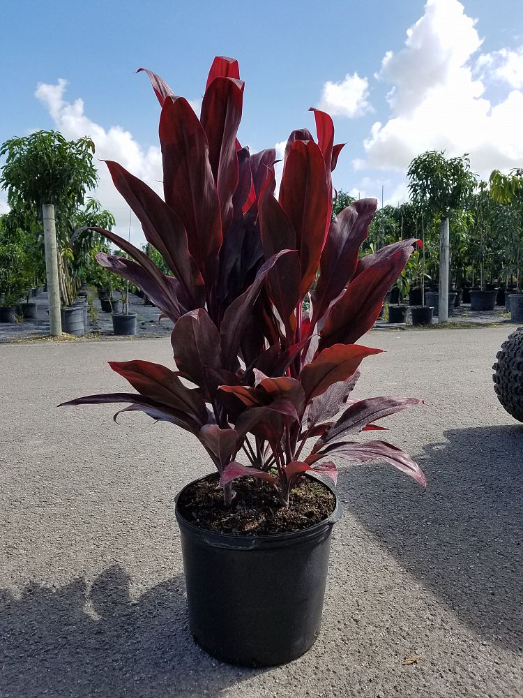 cordyline-fruticosa-auntie-lou-4.jpg