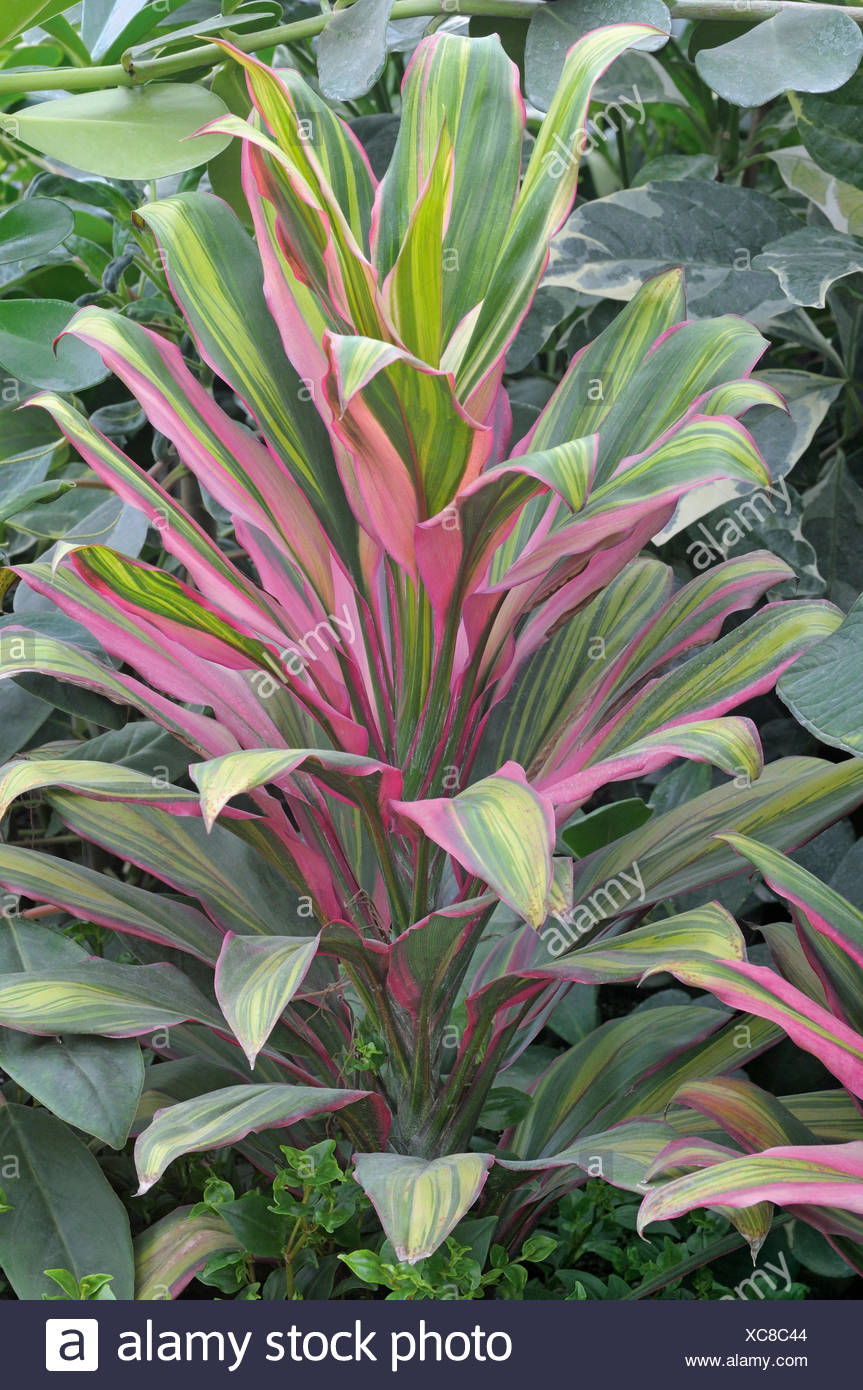 cordyline-fruticosa-kiwi-xc8c44.jpg