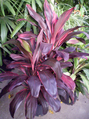 cordyline+terminalis+florica+(own).jpg