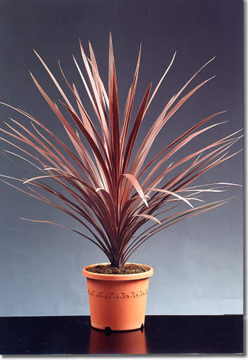 cordyline_1.jpg