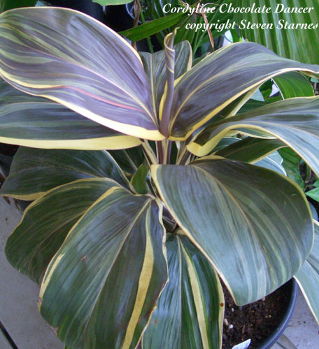 Cordyline_ChocolateDancer.jpg