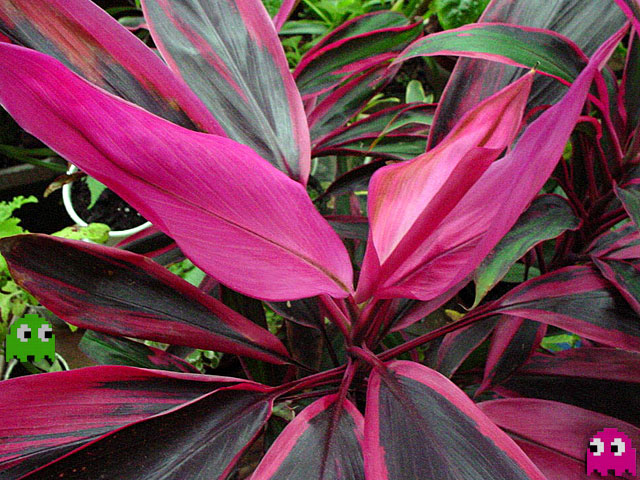Cordyline_fruticosa_01.jpg